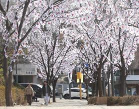 Taegeukgi in full bloom ahead of March 1 Independence Movement Da