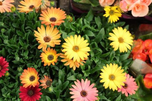 Spring waits indoors at Gwangmyeong flower complex