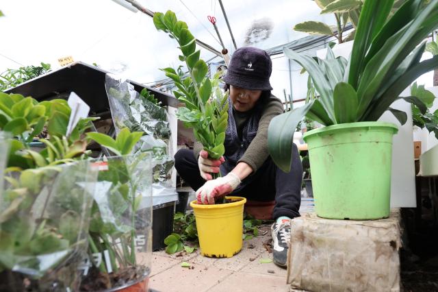 An owner trims wilted leaves from a plant at a flower complex in Gwangmyeong Gyeonggi Province Feb 23 2026