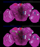 South Korean researchers identify brain circuit that senses salt levels to control intake
