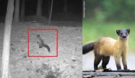Hyundai Mobis Spots Endangered Yellow-Throated Marten in Mir Forest in South Korea