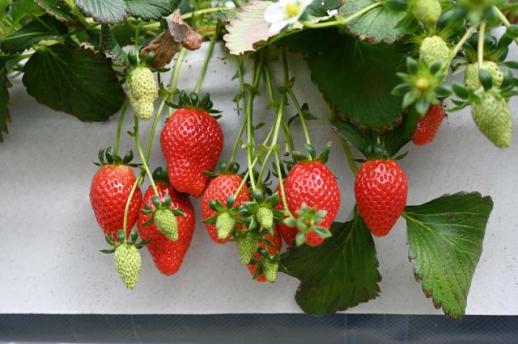 홍성군 딸기, 2026년 새해 벽두 충남 수출 1위 쾌거