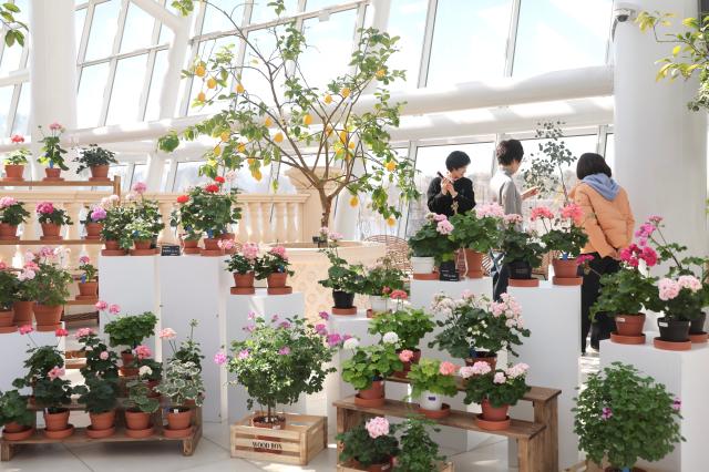 Visitors view geraniums at Ilwol Arboretum in Suwon Feb 25 2026 AJP Han Jun-gu