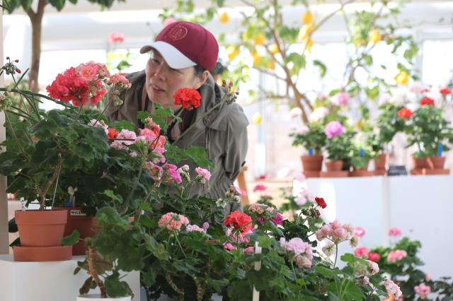 A visitor views geraniums at Ilwol Arboretum in Suwon Feb 25 2026 AJP Han Jun-gu