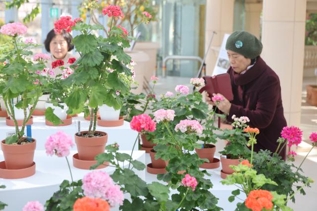 A visitor takes a photo of geraniums at Ilwol Arboretum in Suwon Feb 25 2026 AJP Han Jun-gu