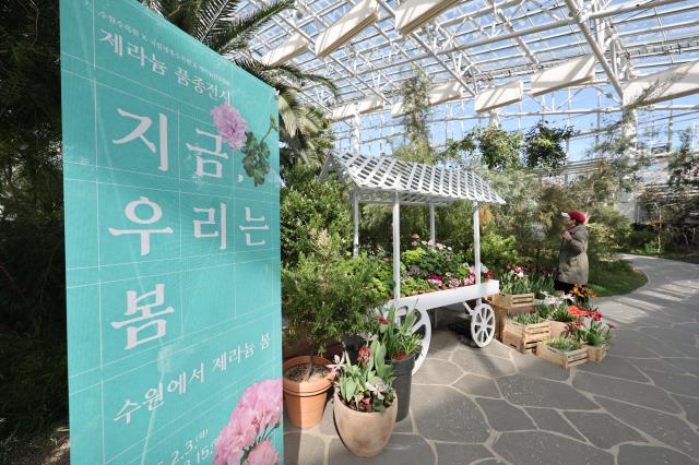 A visitor views flowers at Ilwol Arboretum in Suwon Feb 25 2026 AJP Han Jun-gu