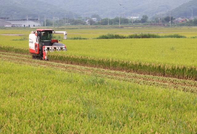 지난해 8월 25일 강원 철원군 철원읍 사요리의 논에서 농민 이영상 씨가 추수를 하고 있다사진연합뉴스