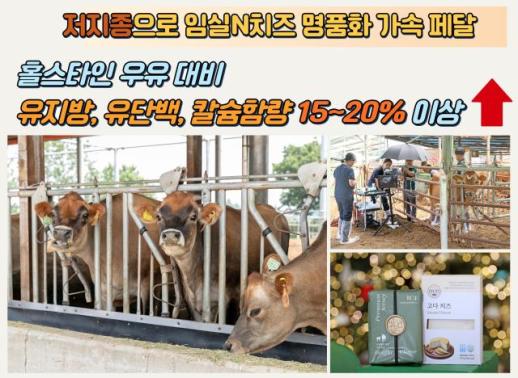임실군, 저지종으로 임실N치즈 명품화 가속