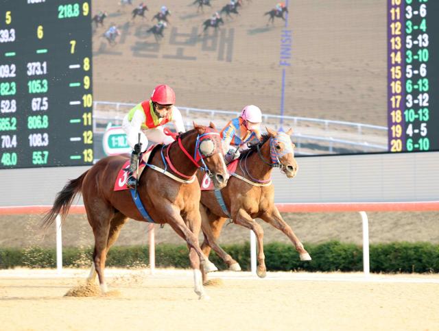  3월부터는 본격적인 시리즈 경주가 펼쳐진다 사진은 지난해 부산일보배 우승마 빈체로카발로3번마와 조재로 기수의 경주장면사진렛츠런파크 부산경남
