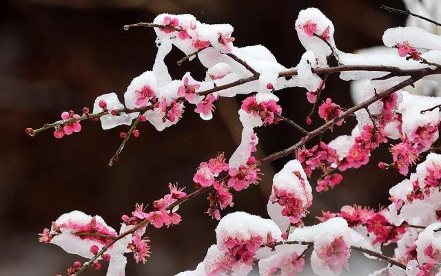 경칩5일을 이틀 앞둔 지난 3일 강원 강릉시 성산면 외곽마을에서 활짝 핀 홍매화가 눈 이불을 덮고 있다 사진연합뉴스
