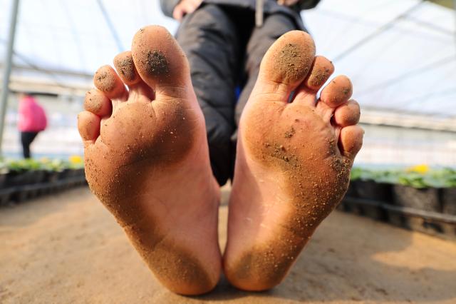Soil is seen on a visitors feet on a barefoot walking path at a flower nursery in Anyang Gyeonggi Province Feb 2 2026 AJP Han Jun-gu
