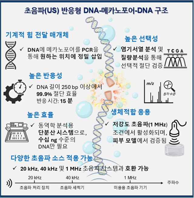 초음파 반응형 DNA-메카노포어-DNA 구조 개념도사진국립부경대학교