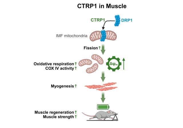 This file image shows how CTRP1 plays its role 