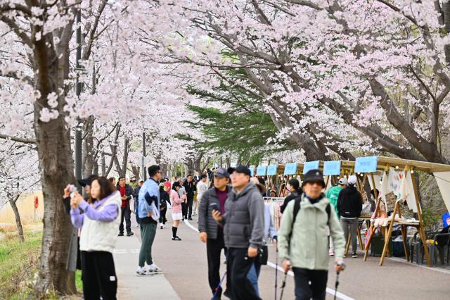 2025 영랑호 벚꽃 축제 사진속초시