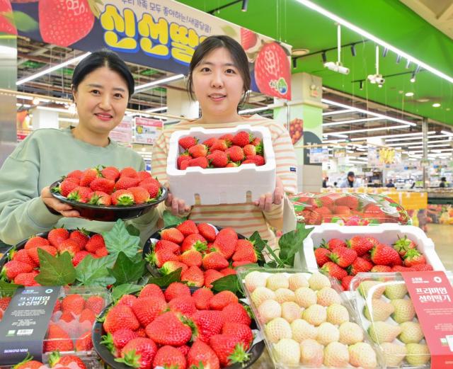 모델들이 12일 서울 서초구 하나로마트 양재점에서 딸기를 선보이고 있다 농식품 전문 매장 농협 하나로마트를 운영하는 농협유통은 오는 18일까지 서울 양재·창동 등 전 점포에서 딸기 행사를 진행한다 사진농협유통