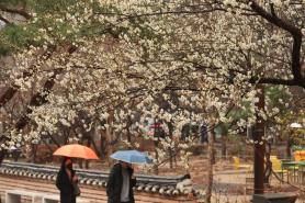 Light drizzles wash away fine dust