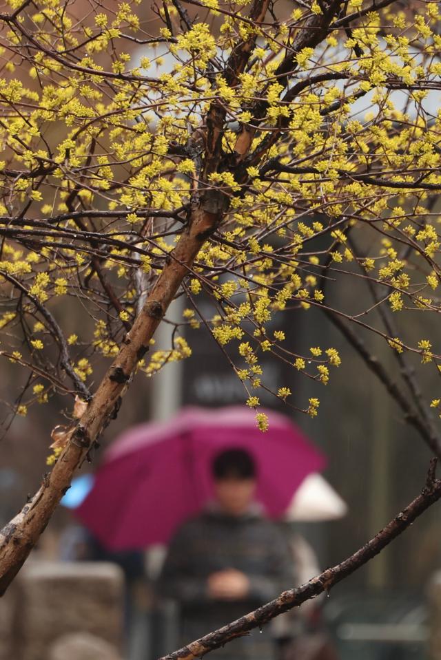 People walk with umbrellas on their morning commute in Jung-gu Seoul March 18 2026 AJP Han Jun-gu