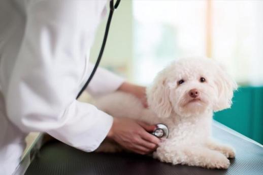 [안선영의 아주-머니] 반려동물 1000만 시대…펫보험 가입 전 상품 비교는 필수