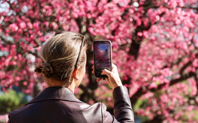 Flowers bloom in Seoul Buddhist temple as vernal equinox nears