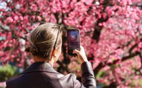 Flowers bloom in Seoul Buddhist temple as vernal equinox nears