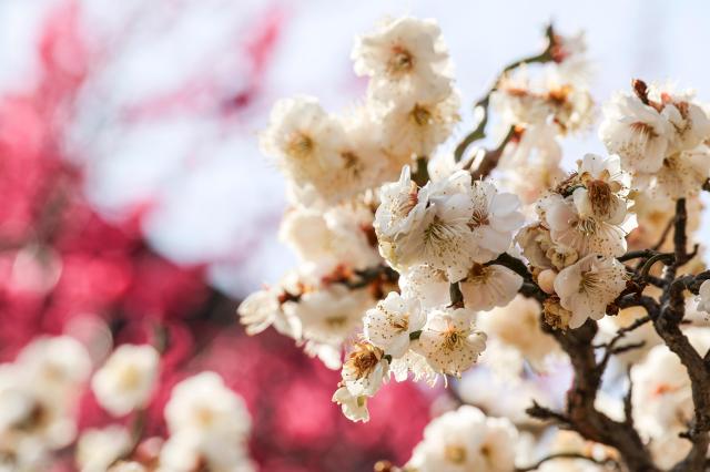 Plum blossoms are in bloom at Bongeunsa Temple in Seoul’s Gangnam District on March 19 2026 AJP Yoo Na-hyun 20260319