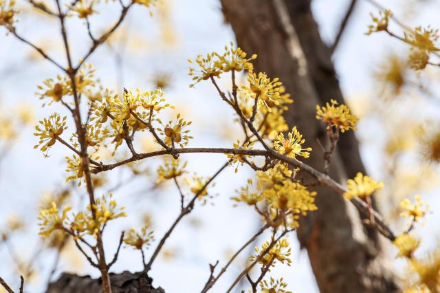 Cornelian cherry blossoms are in bloom at Bongeunsa Temple in Seoul’s Gangnam District on March 19 2026 AJP Yoo Na-hyun