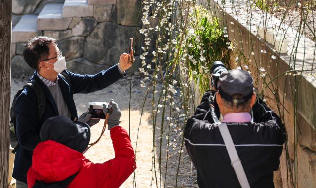 Citizens take photos of flowers at Bongeunsa Temple in Seoul’s Gangnam District on March 192026 AJP Yoo Na-hyun 20260319