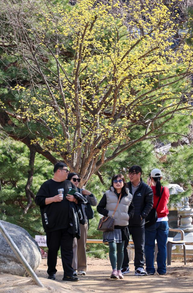 Citizens walk beneath cornelian cherry trees at Bongeunsa Temple in Seoul’s Gangnam District on March 19 AJP Yoo Na-hyun 20260319