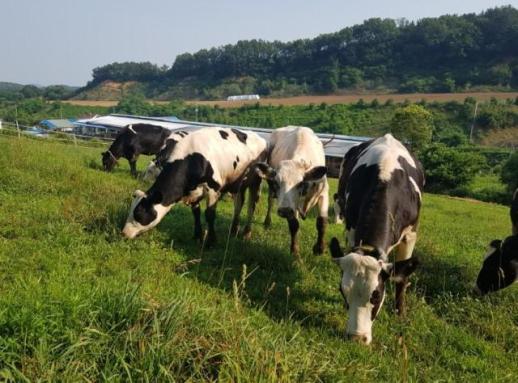 부여군,악취 줄이고 신뢰 높인다… 깨끗한 축산농장 24곳으로 확대