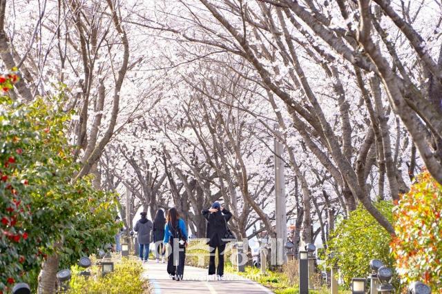 나주시 이창동 영산포 풍물시장에서 오는 28일 봄 벚꽃버스킹 축제가 열린다 사진은 영산강변의 벚꽃 모습 사진나주시





