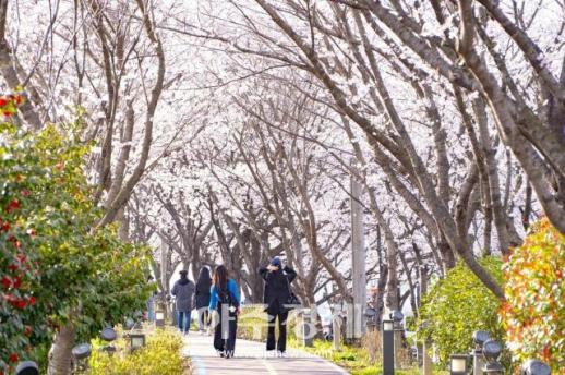 나주 영산포 풍물시장에서 28일 봄 벚꽃 버스킹 축제 
