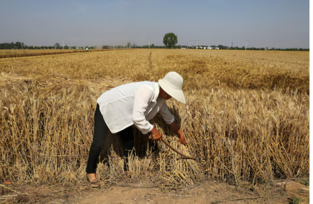 중국 허베이성 한단시 한 농촌에서 농민이 밀을 수확하고 있다 사진로이터