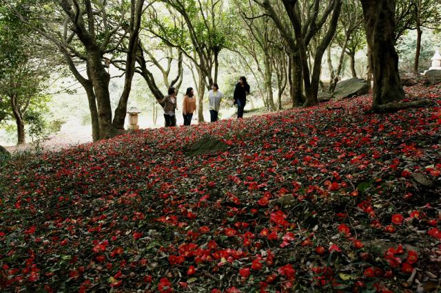 제3회 깅진 백련사 동백축제가 오는 27일 개막한다사진강진군