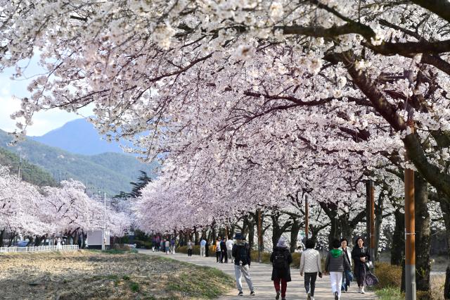 2025년 ‘제11회 옥포 벚꽃축제’. [사진=달성군]