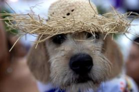 Korean pet food firms push into Vietnams booming market