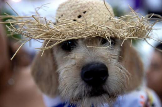 Korean pet food firms push into Vietnams booming market