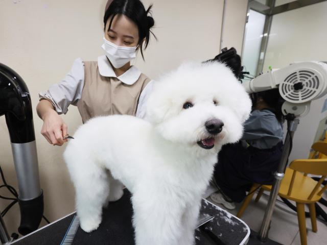 A volunteer grooms a dog waiting for adoption at Banryeomaru Hwaseong in Hwaseong Gyeonggi Province on March 23 2026 Yonhap 20260323