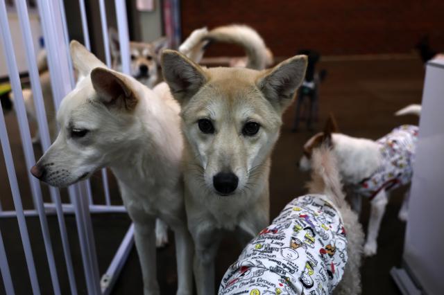 The Seoul Gangdong Reborn Center an abandoned dog shelter is seen on March 23 2026 Yonhap 20260323