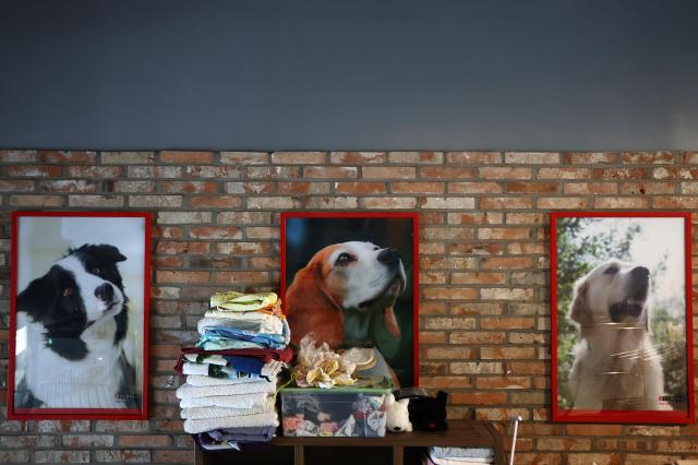 The Seoul Gangdong Reborn Center an abandoned dog shelter is seen on March 23 National Puppy Day in Seoul Yonhap 2026323