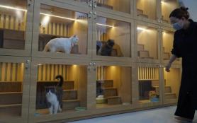 Việt Nam là thị trường tiềm năng cho các công ty Hàn Quốc chuyên về thức ăn cho thú cưng