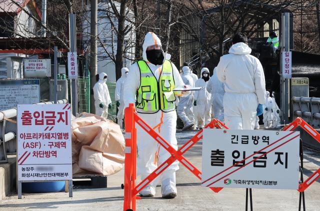  지난달 8일 아프리카돼지열병이 발생한 경기도 화성시 한 돼지농장에서 관계자들이 분주하게 움직이고 있다 
