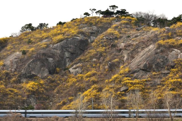 A train passes by forsythia in bloom at Eungbongsan Mountain in Seongbuk-gu Seoul March 24 2026 AJP Han Jun-gu