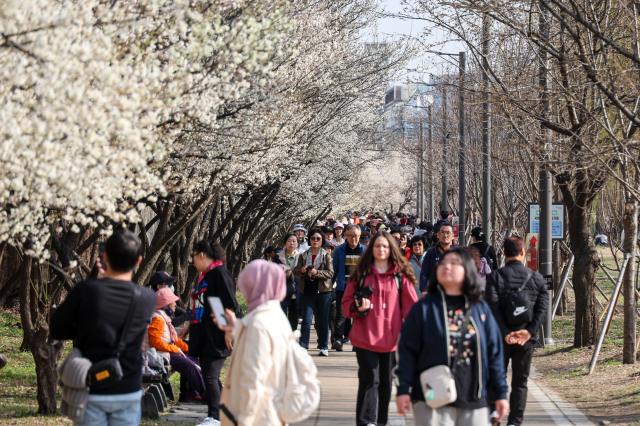 Citizens take a walk at Hadong Plum Street in Seongbuk-gu Seoul March 23 2026 AJP Yoo Na-hyun