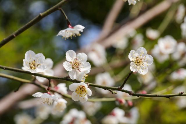 Plum blossom