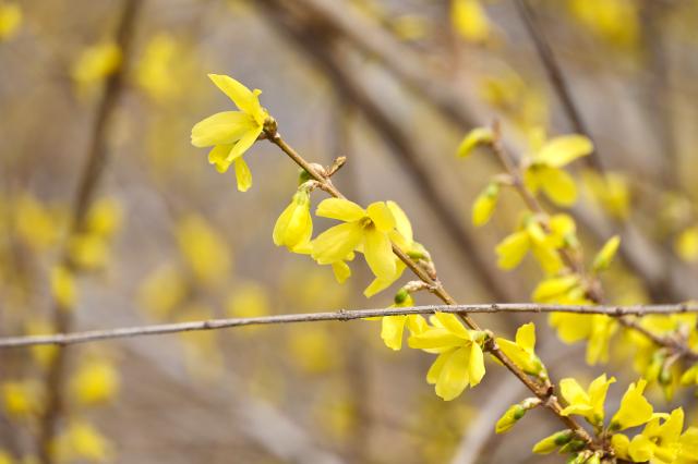 Forsythia