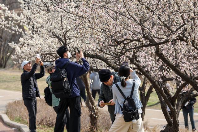 Citizens take photos of plum blossoms at Hadong Plum Street in Seongbuk-gu Seoul March 23 2026 AJP Yoo Na-hyun