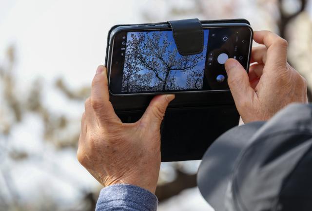 A citizen takes a photo of plum blossoms at Hadong Plum Street in Seongbuk-gu Seoul March 23 2026 AJP Yoo Na-hyun