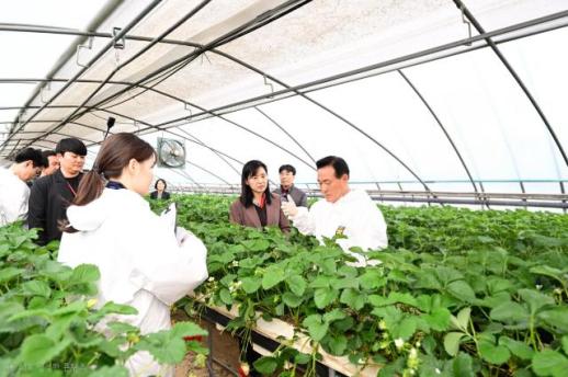 논산딸기축제 농산물 안전성 전량 적합…믿고 먹는 논산 딸기 입증