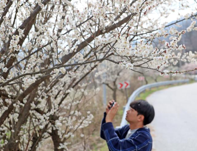 완연한 봄 날씨를 보인 지난 24일 전북 임실군 덕치면 구담마을에 매화꽃이 활짝 펴 관광객들의 시선을 사로잡고 있다 사진연합뉴스