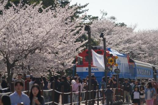 봄이 왔다 진해군항제 개막 벚꽃·불꽃·음악 10일 축제